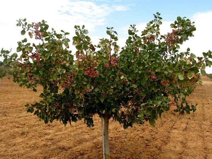 Pistacho con fruto